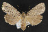  ( - CNCLEP 69860)  @14 [ ] CreativeCommons - Attribution Non-Commercial Share-Alike (2010) Canadian National Collection of Insects, Arachnids and Nematodes Canadian National Collection of Insects, Arachnids and Nematodes