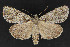  ( - CNCLEP 69861)  @14 [ ] CreativeCommons - Attribution Non-Commercial Share-Alike (2010) Canadian National Collection of Insects, Arachnids and Nematodes Canadian National Collection of Insects, Arachnids and Nematodes