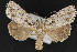  ( - CNCLEP 69867)  @14 [ ] CreativeCommons - Attribution Non-Commercial Share-Alike (2010) Canadian National Collection of Insects, Arachnids and Nematodes Canadian National Collection of Insects, Arachnids and Nematodes