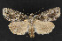  ( - CNCLEP 69871)  @13 [ ] CreativeCommons - Attribution Non-Commercial Share-Alike (2010) Canadian National Collection of Insects, Arachnids and Nematodes Canadian National Collection of Insects, Arachnids and Nematodes