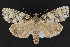  ( - CNCLEP 69873)  @14 [ ] CreativeCommons - Attribution Non-Commercial Share-Alike (2010) Canadian National Collection of Insects, Arachnids and Nematodes Canadian National Collection of Insects, Arachnids and Nematodes