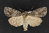 ( - CNCLEP 69874)  @14 [ ] CreativeCommons - Attribution Non-Commercial Share-Alike (2010) Canadian National Collection of Insects, Arachnids and Nematodes Canadian National Collection of Insects, Arachnids and Nematodes