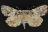  ( - CNCLEP 69875)  @14 [ ] CreativeCommons - Attribution Non-Commercial Share-Alike (2010) Canadian National Collection of Insects, Arachnids and Nematodes Canadian National Collection of Insects, Arachnids and Nematodes
