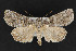  ( - CNCLEP 69878)  @14 [ ] CreativeCommons - Attribution Non-Commercial Share-Alike (2010) Canadian National Collection of Insects, Arachnids and Nematodes Canadian National Collection of Insects, Arachnids and Nematodes