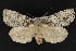  ( - CNCLEP 69879)  @13 [ ] CreativeCommons - Attribution Non-Commercial Share-Alike (2010) Canadian National Collection of Insects, Arachnids and Nematodes Canadian National Collection of Insects, Arachnids and Nematodes