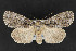  ( - CNCLEP 69880)  @14 [ ] CreativeCommons - Attribution Non-Commercial Share-Alike (2010) Canadian National Collection of Insects, Arachnids and Nematodes Canadian National Collection of Insects, Arachnids and Nematodes