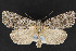  ( - CNCLEP 69883)  @14 [ ] CreativeCommons - Attribution Non-Commercial Share-Alike (2010) Canadian National Collection of Insects, Arachnids and Nematodes Canadian National Collection of Insects, Arachnids and Nematodes