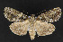  ( - CNCLEP 69884)  @14 [ ] CreativeCommons - Attribution Non-Commercial Share-Alike (2010) Canadian National Collection of Insects, Arachnids and Nematodes Canadian National Collection of Insects, Arachnids and Nematodes