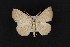  ( - CNCLEP 69701)  @14 [ ] CreativeCommons - Attribution Non-Commercial Share-Alike (2010) Canadian National Collection of Insects, Arachnids and Nematodes Canadian National Collection of Insects, Arachnids and Nematodes