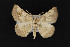  ( - CNCLEP 69703)  @13 [ ] CreativeCommons - Attribution Non-Commercial Share-Alike (2010) Canadian National Collection of Insects, Arachnids and Nematodes Canadian National Collection of Insects, Arachnids and Nematodes