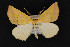  (Anhypotrix - CNCLEP 69705)  @14 [ ] CreativeCommons - Attribution Non-Commercial Share-Alike (2010) Canadian National Collection of Insects, Arachnids and Nematodes Canadian National Collection of Insects, Arachnids and Nematodes