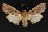  ( - CNCLEP 69717)  @14 [ ] CreativeCommons - Attribution Non-Commercial Share-Alike (2010) Canadian National Collection of Insects, Arachnids and Nematodes Canadian National Collection of Insects, Arachnids and Nematodes