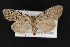  ( - CNCLEP 69719)  @14 [ ] CreativeCommons - Attribution Non-Commercial Share-Alike (2010) Canadian National Collection of Insects, Arachnids and Nematodes Canadian National Collection of Insects, Arachnids and Nematodes