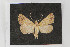  ( - Vargo coll #2)  @13 [ ] Copyright (2010) Canadian National Collection of Insects, Arachnids and Nematodes Canadian National Collection of Insects, Arachnids and Nematodes