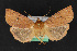  ( - CNCLEP 68115)  @14 [ ] CreativeCommons - Attribution Non-Commercial Share-Alike (2010) Canadian National Collection of Insects, Arachnids and Nematodes Canadian National Collection of Insects, Arachnids and Nematodes