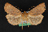  ( - CNCLEP 68116)  @14 [ ] CreativeCommons - Attribution Non-Commercial Share-Alike (2010) Canadian National Collection of Insects, Arachnids and Nematodes Canadian National Collection of Insects, Arachnids and Nematodes