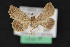  ( - CNCLEP 68120)  @14 [ ] CreativeCommons - Attribution Non-Commercial Share-Alike (2010) Canadian National Collection of Insects, Arachnids and Nematodes Canadian National Collection of Insects, Arachnids and Nematodes