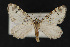 ( - CNCLEP 68166)  @13 [ ] CreativeCommons - Attribution Non-Commercial Share-Alike (2010) Canadian National Collection of Insects, Arachnids and Nematodes Canadian National Collection of Insects, Arachnids and Nematodes