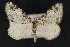  ( - CNCLEP 68169)  @13 [ ] CreativeCommons - Attribution Non-Commercial Share-Alike (2010) Canadian National Collection of Insects, Arachnids and Nematodes Canadian National Collection of Insects, Arachnids and Nematodes