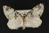  ( - CNCLEP 68172)  @13 [ ] CreativeCommons - Attribution Non-Commercial Share-Alike (2010) Canadian National Collection of Insects, Arachnids and Nematodes Canadian National Collection of Insects, Arachnids and Nematodes