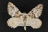  ( - CNCLEP 68180)  @13 [ ] CreativeCommons - Attribution Non-Commercial Share-Alike (2010) Canadian National Collection of Insects, Arachnids and Nematodes Canadian National Collection of Insects, Arachnids and Nematodes