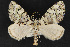  ( - CNCLEP 68189)  @13 [ ] CreativeCommons - Attribution Non-Commercial Share-Alike (2010) Canadian National Collection of Insects, Arachnids and Nematodes Canadian National Collection of Insects, Arachnids and Nematodes