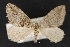  (Hydriomena cochiseata - CNCLEP 68193)  @13 [ ] CreativeCommons - Attribution Non-Commercial Share-Alike (2010) Canadian National Collection of Insects, Arachnids and Nematodes Canadian National Collection of Insects, Arachnids and Nematodes