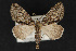  ( - CNCLEP 68197)  @14 [ ] CreativeCommons - Attribution Non-Commercial Share-Alike (2010) Canadian National Collection of Insects, Arachnids and Nematodes Canadian National Collection of Insects, Arachnids and Nematodes
