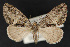  ( - CNCLEP 68199)  @14 [ ] CreativeCommons - Attribution Non-Commercial Share-Alike (2010) Canadian National Collection of Insects, Arachnids and Nematodes Canadian National Collection of Insects, Arachnids and Nematodes