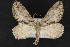  ( - CNCLEP 68200)  @14 [ ] CreativeCommons - Attribution Non-Commercial Share-Alike (2010) Canadian National Collection of Insects, Arachnids and Nematodes Canadian National Collection of Insects, Arachnids and Nematodes