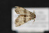  ( - CNCLEP 70011)  @12 [ ] CreativeCommons - Attribution Non-Commercial Share-Alike (2010) Canadian National Collection of Insects, Arachnids and Nematodes Canadian National Collection of Insects, Arachnids and Nematodes