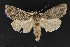  ( - CNCLEP 70019)  @14 [ ] CreativeCommons - Attribution Non-Commercial Share-Alike (2010) Canadian National Collection of Insects, Arachnids and Nematodes Canadian National Collection of Insects, Arachnids and Nematodes
