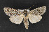  ( - CNCLEP 70020)  @13 [ ] CreativeCommons - Attribution Non-Commercial Share-Alike (2010) Canadian National Collection of Insects, Arachnids and Nematodes Canadian National Collection of Insects, Arachnids and Nematodes