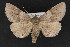  ( - CNCLEP 70025)  @12 [ ] CreativeCommons - Attribution Non-Commercial Share-Alike (2010) Canadian National Collection of Insects, Arachnids and Nematodes Canadian National Collection of Insects, Arachnids and Nematodes