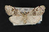  ( - CNCLEP 70029)  @13 [ ] CreativeCommons - Attribution Non-Commercial Share-Alike (2010) Canadian National Collection of Insects, Arachnids and Nematodes Canadian National Collection of Insects, Arachnids and Nematodes