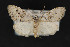  ( - CNCLEP 70030)  @14 [ ] CreativeCommons - Attribution Non-Commercial Share-Alike (2010) Canadian National Collection of Insects, Arachnids and Nematodes Canadian National Collection of Insects, Arachnids and Nematodes