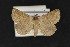  ( - CNCLEP 70036)  @13 [ ] CreativeCommons - Attribution Non-Commercial Share-Alike (2010) Canadian National Collection of Insects, Arachnids and Nematodes Canadian National Collection of Insects, Arachnids and Nematodes
