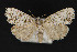  ( - CNCLEP 70042)  @14 [ ] CreativeCommons - Attribution Non-Commercial Share-Alike (2010) Canadian National Collection of Insects, Arachnids and Nematodes Canadian National Collection of Insects, Arachnids and Nematodes