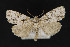  ( - CNCLEP 70043)  @14 [ ] CreativeCommons - Attribution Non-Commercial Share-Alike (2010) Canadian National Collection of Insects, Arachnids and Nematodes Canadian National Collection of Insects, Arachnids and Nematodes