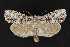  ( - CNCLEP 70044)  @14 [ ] CreativeCommons - Attribution Non-Commercial Share-Alike (2010) Canadian National Collection of Insects, Arachnids and Nematodes Canadian National Collection of Insects, Arachnids and Nematodes