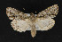  ( - CNCLEP 70046)  @13 [ ] CreativeCommons - Attribution Non-Commercial Share-Alike (2010) Canadian National Collection of Insects, Arachnids and Nematodes Canadian National Collection of Insects, Arachnids and Nematodes
