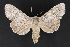  ( - CNC LEP 70095)  @14 [ ] Copyright (2010) Canadian National Collection of Insects, Arachnids and Nematodes Canadian National Collection of Insects, Arachnids and Nematodes