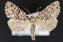  ( - CNC LEP 70096)  @15 [ ] Copyright (2010) Canadian National Collection of Insects, Arachnids and Nematodes Canadian National Collection of Insects, Arachnids and Nematodes