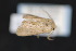  ( - CNC LEP 70116)  @12 [ ] Copyright (2010) Canadian National Collection of Insects, Arachnids and Nematodes Canadian National Collection of Insects, Arachnids and Nematodes
