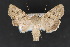  ( - CNCLEP 70133)  @13 [ ] CreativeCommons - Attribution Non-Commercial Share-Alike (2010) Canadian National Collection of Insects, Arachnids and Nematodes Canadian National Collection of Insects, Arachnids and Nematodes