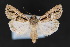  ( - CNCLEP 70134)  @15 [ ] CreativeCommons - Attribution Non-Commercial Share-Alike (2010) Canadian National Collection of Insects, Arachnids and Nematodes Canadian National Collection of Insects, Arachnids and Nematodes