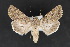  ( - CNCLEP 70137)  @14 [ ] CreativeCommons - Attribution Non-Commercial Share-Alike (2010) Canadian National Collection of Insects, Arachnids and Nematodes Canadian National Collection of Insects, Arachnids and Nematodes