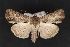  (Dypterygia patina - CNCLEP 70140)  @15 [ ] CreativeCommons - Attribution Non-Commercial Share-Alike (2010) Canadian National Collection of Insects, Arachnids and Nematodes Canadian National Collection of Insects, Arachnids and Nematodes