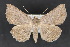  ( - CNCLEP 70141)  @14 [ ] CreativeCommons - Attribution Non-Commercial Share-Alike (2010) Canadian National Collection of Insects, Arachnids and Nematodes Canadian National Collection of Insects, Arachnids and Nematodes