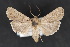  ( - CNCLEP 70150)  @14 [ ] CreativeCommons - Attribution Non-Commercial Share-Alike (2010) Canadian National Collection of Insects, Arachnids and Nematodes Canadian National Collection of Insects, Arachnids and Nematodes